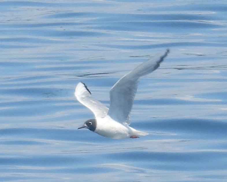 Bonaparte's Gull - ML622280160