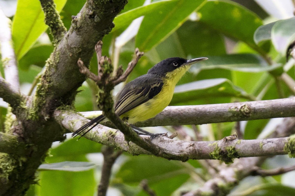 Common Tody-Flycatcher - ML622280161