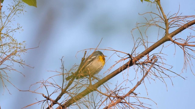 Northern Parula - ML622280162