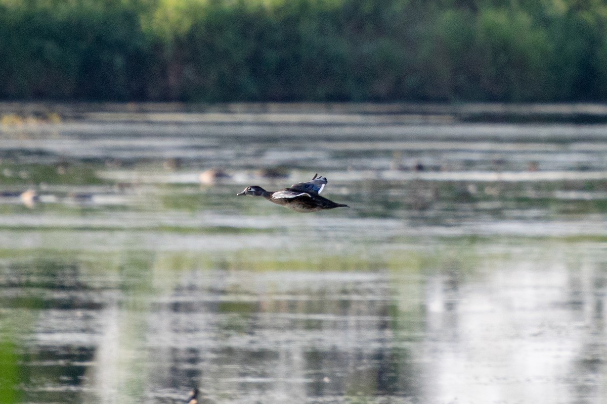 Wood Duck - ML622280163