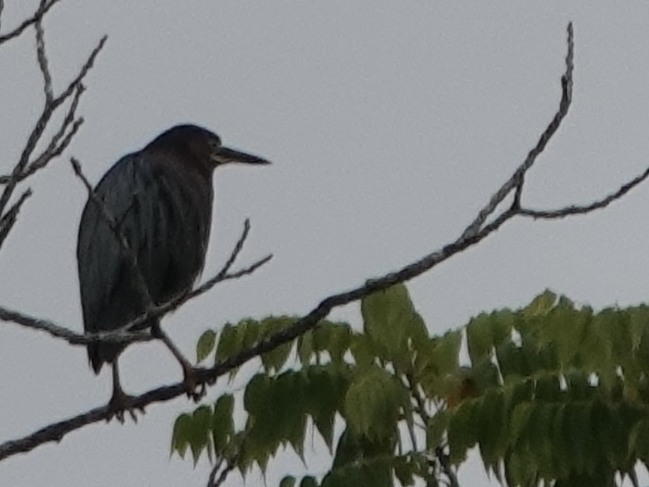 Green Heron - ML622280164