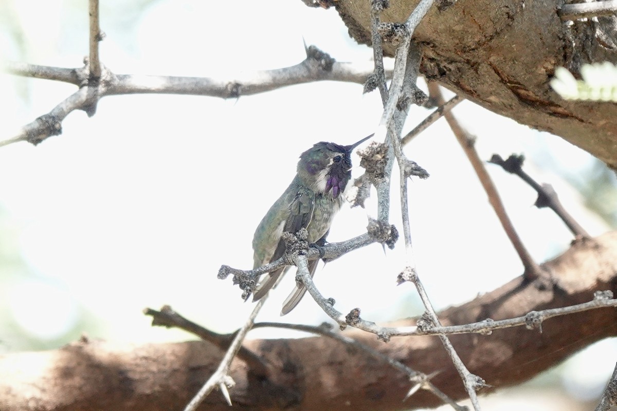 Costa's Hummingbird - ML622280167