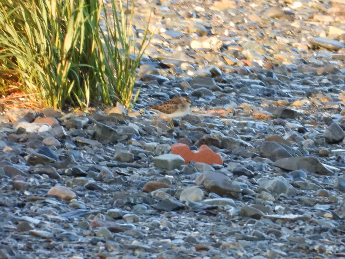 Semipalmated Sandpiper - ML622280168