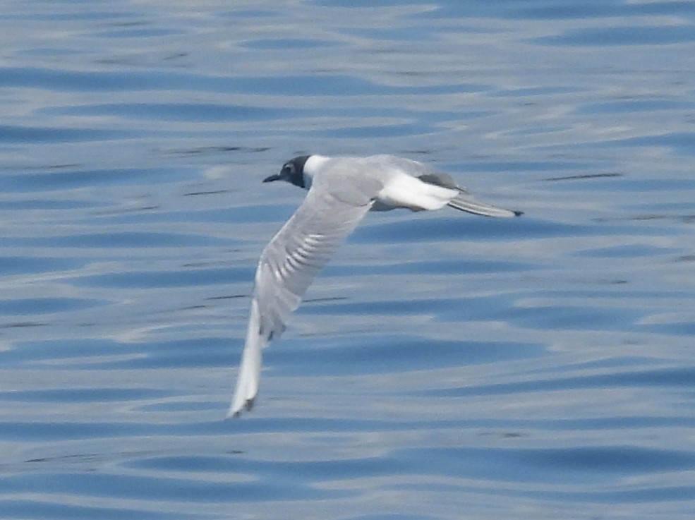 Bonaparte's Gull - ML622280169