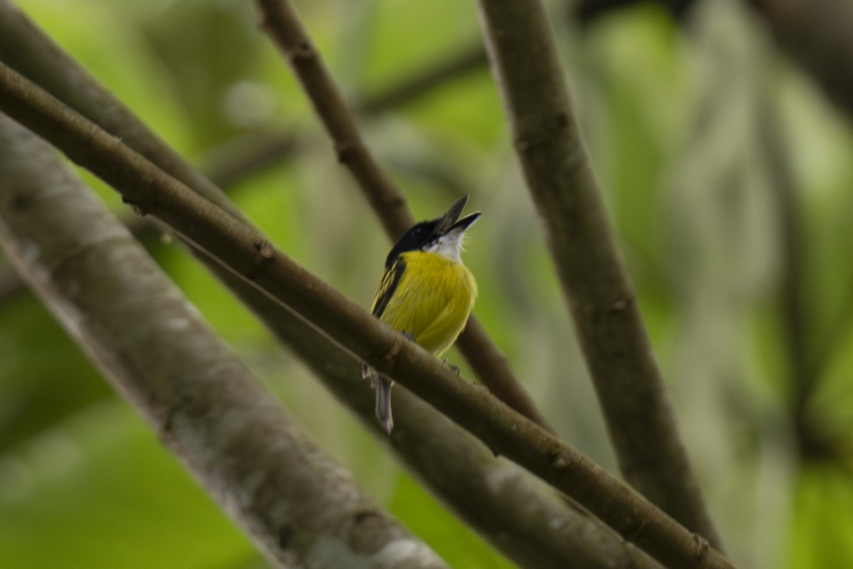 Black-headed Tody-Flycatcher - ML622280171