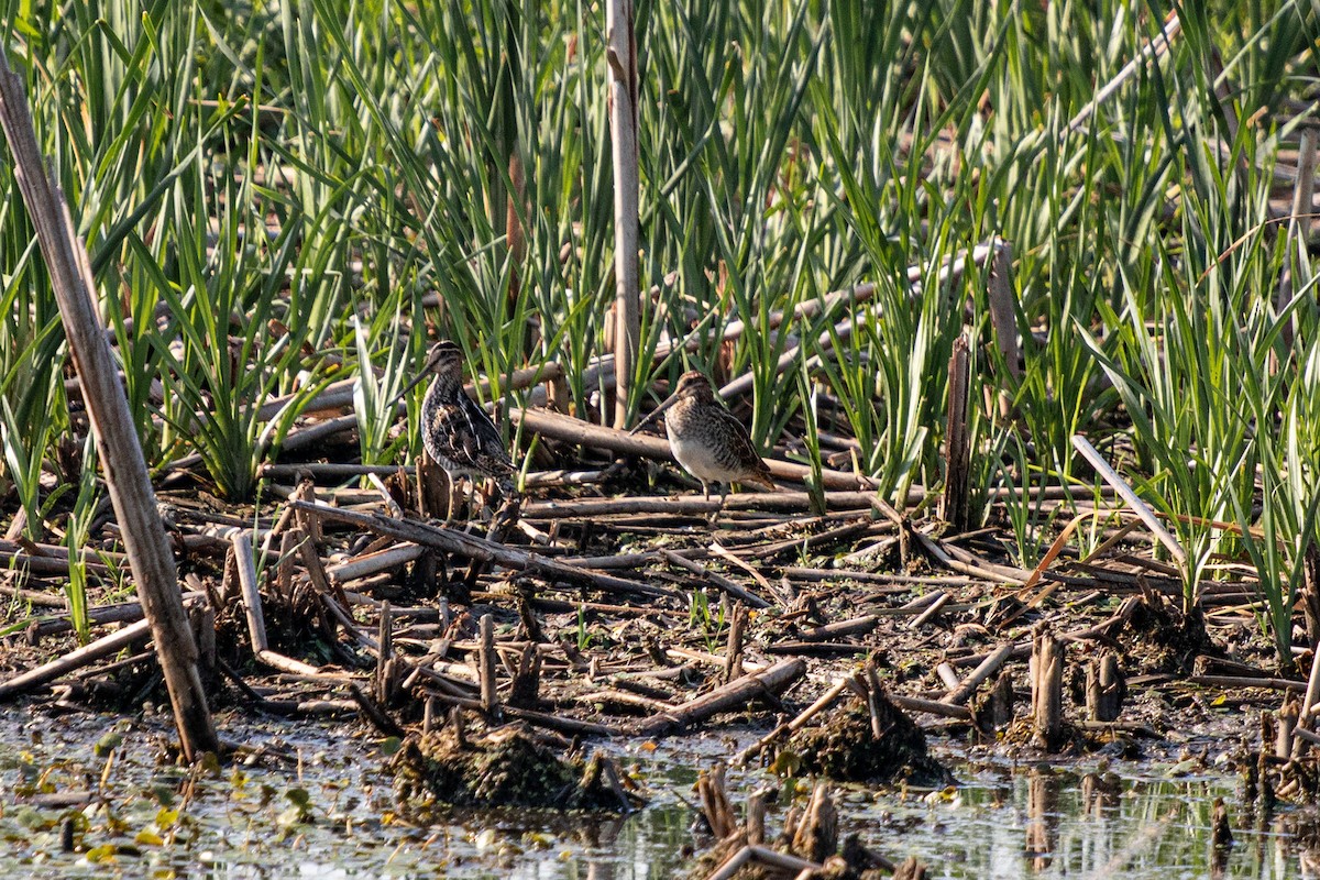 Wilson's Snipe - ML622280176