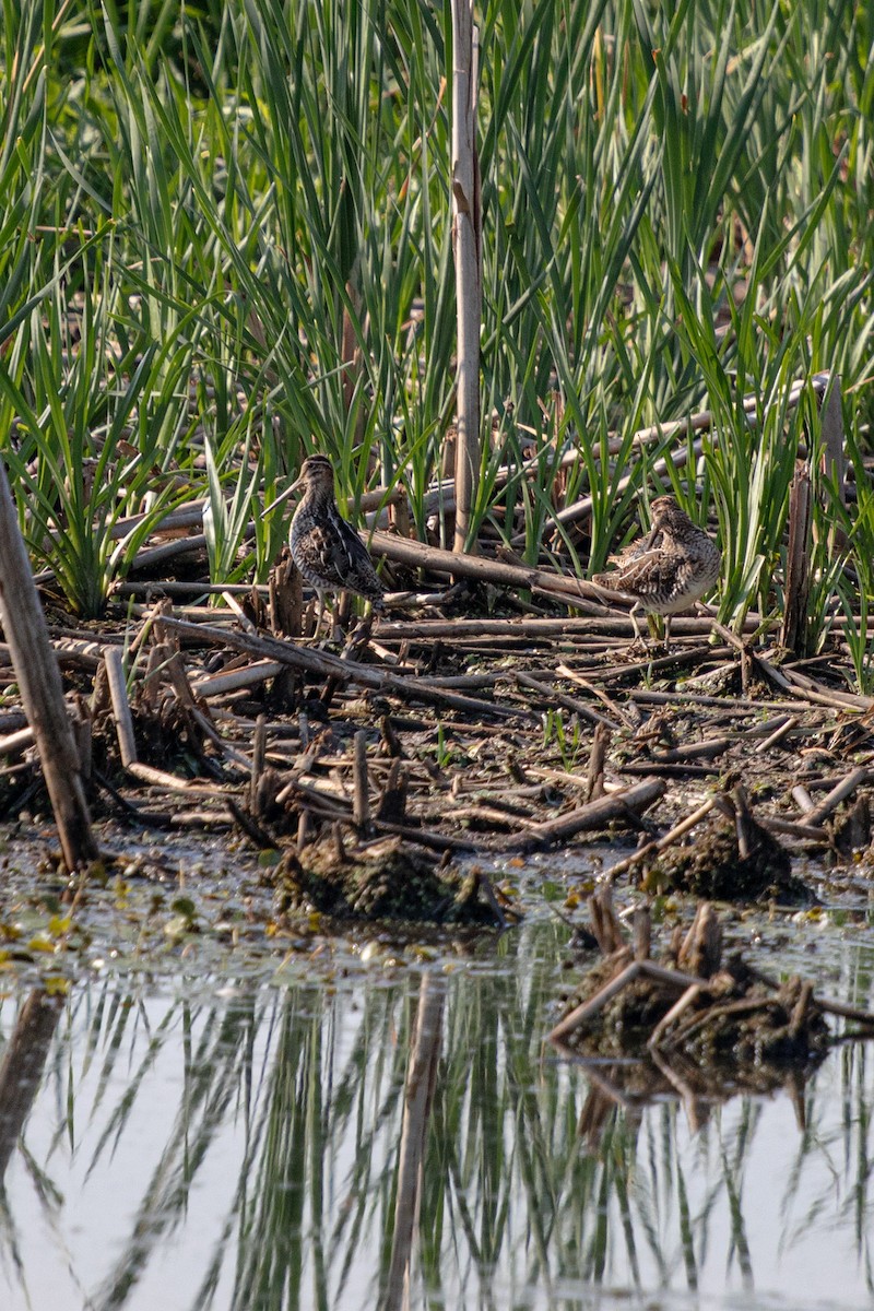 Wilson's Snipe - ML622280177