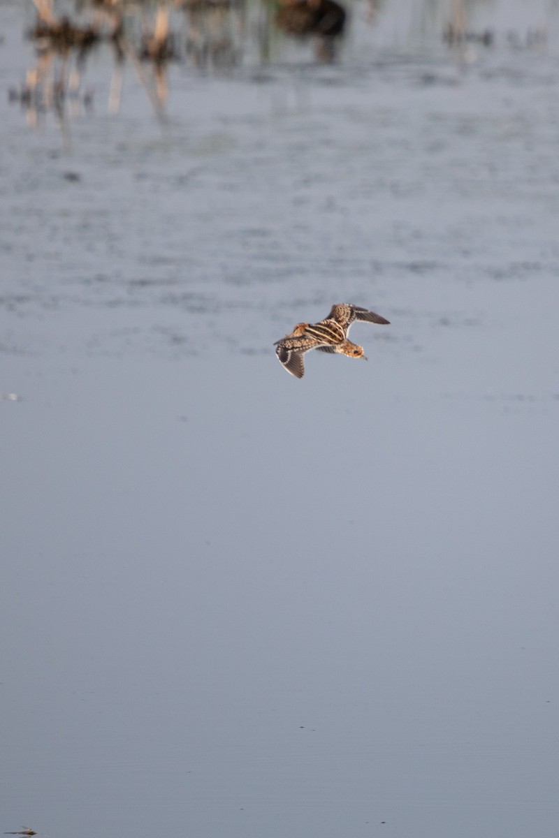 Wilson's Snipe - ML622280178