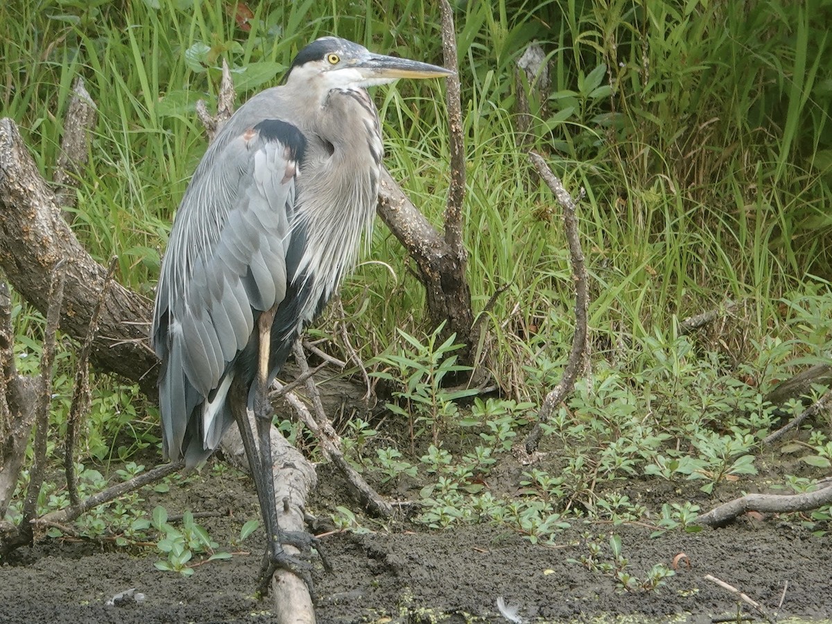 Great Blue Heron - ML622280179