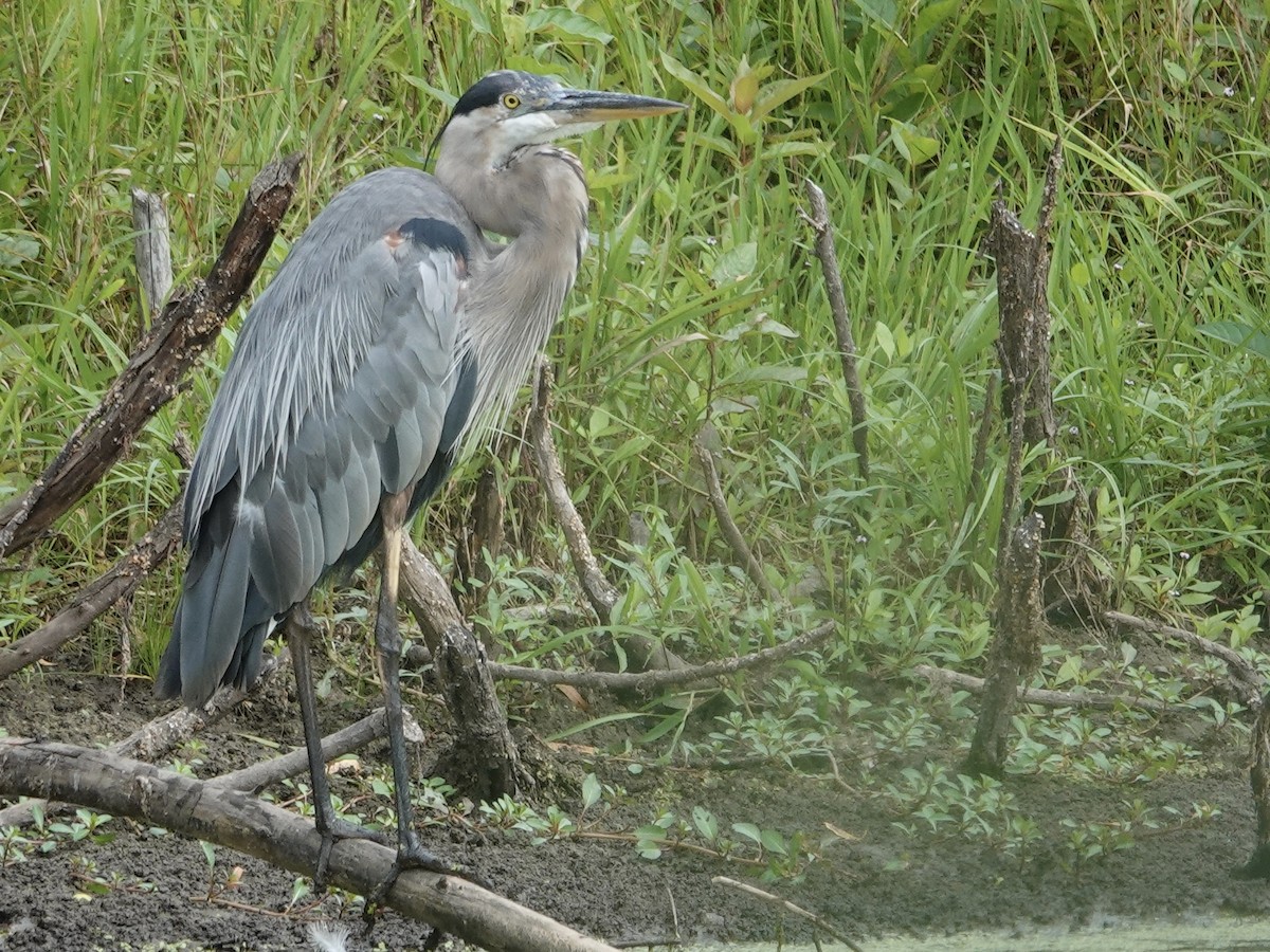 Great Blue Heron - ML622280180