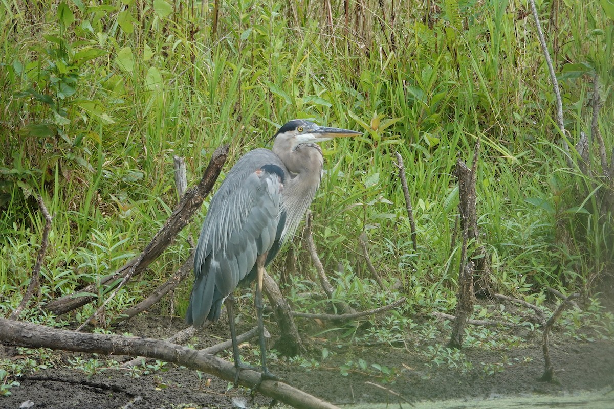 Great Blue Heron - ML622280181