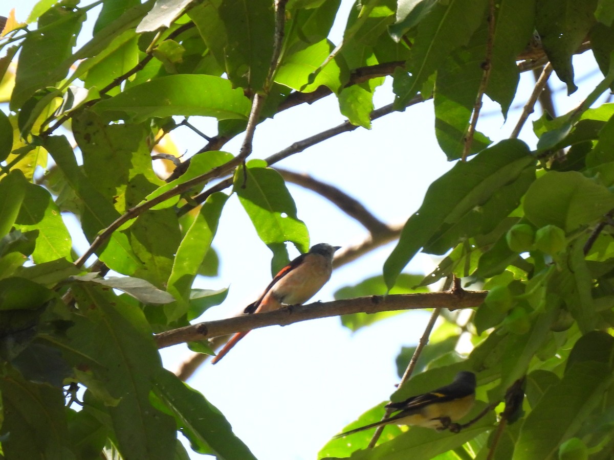 Rosy Minivet - ML622280311