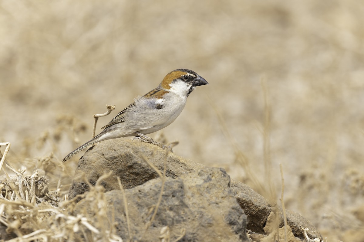 Cape Verde Sparrow - Alex Rinkert