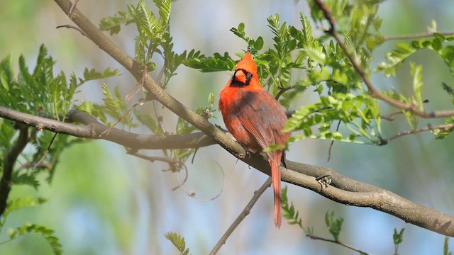 Northern Cardinal - ML622280384