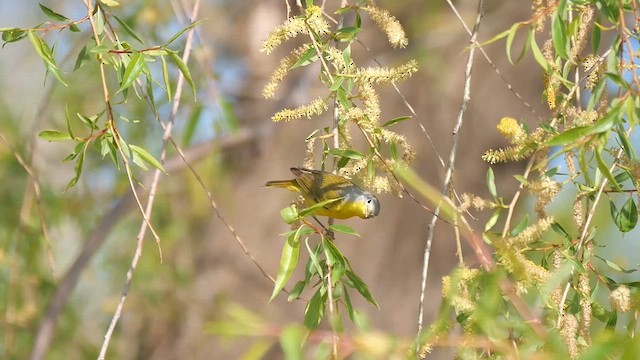 Nashville Warbler - ML622280402