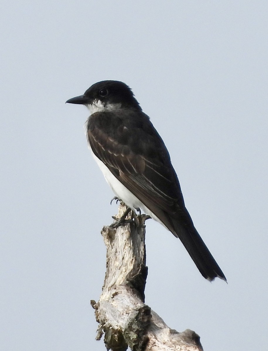 Eastern Kingbird - ML622280512