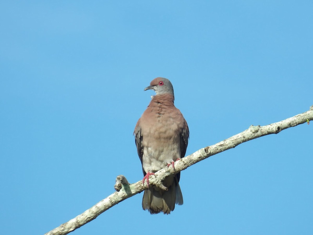 Pale-vented Pigeon - ML622280554