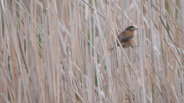 Marsh Wren - ML622280571