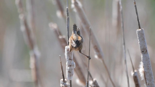 Marsh Wren - ML622280633