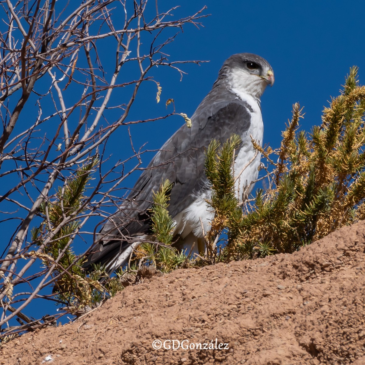 Variable Hawk - ML622280652