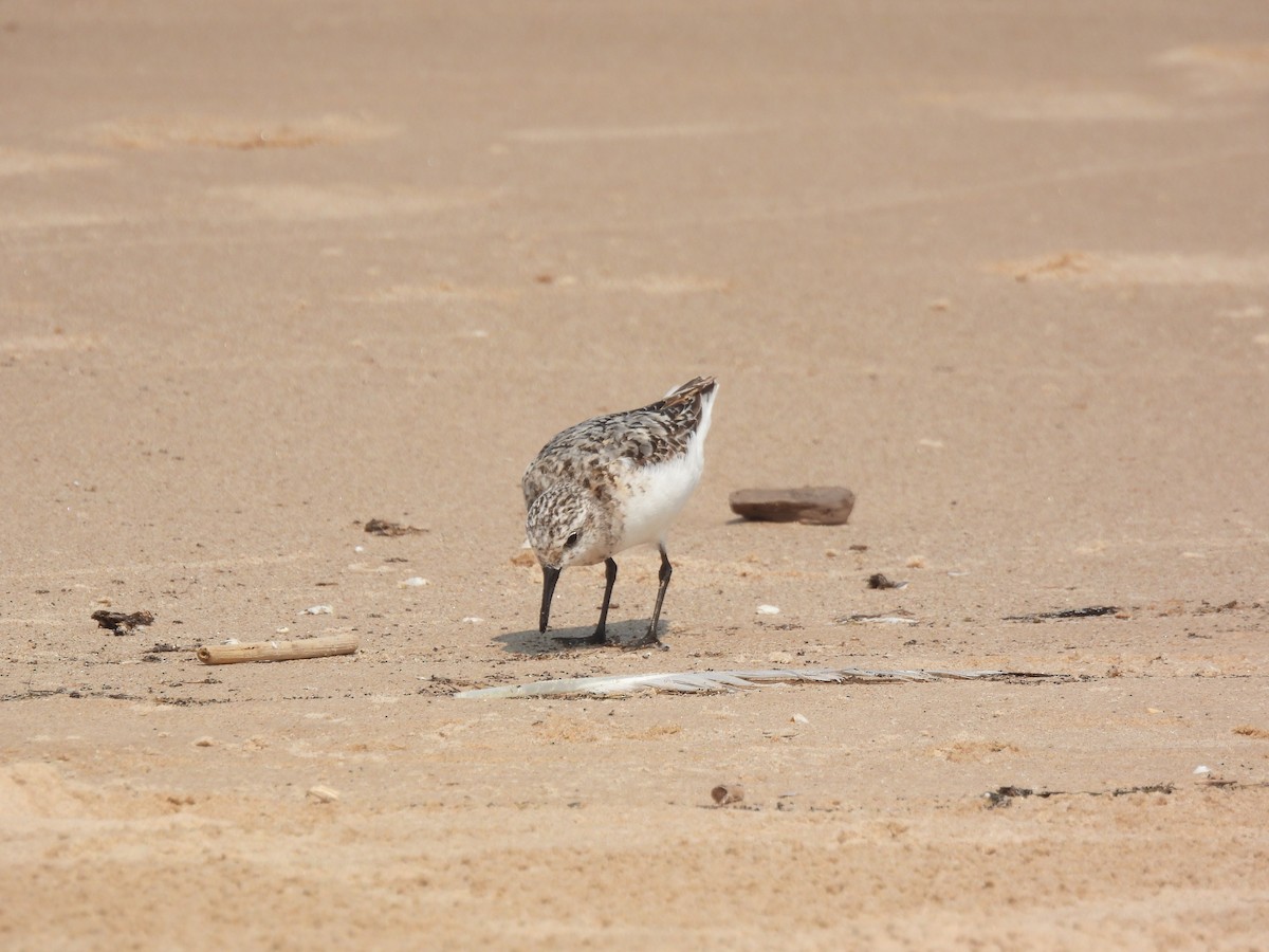 Sanderling - ML622280660