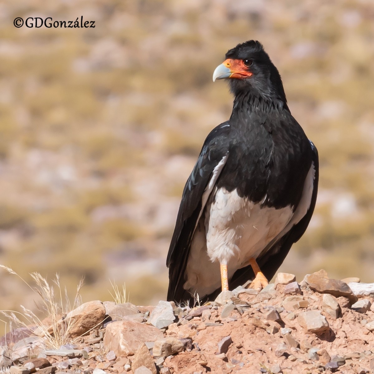 Mountain Caracara - ML622280661