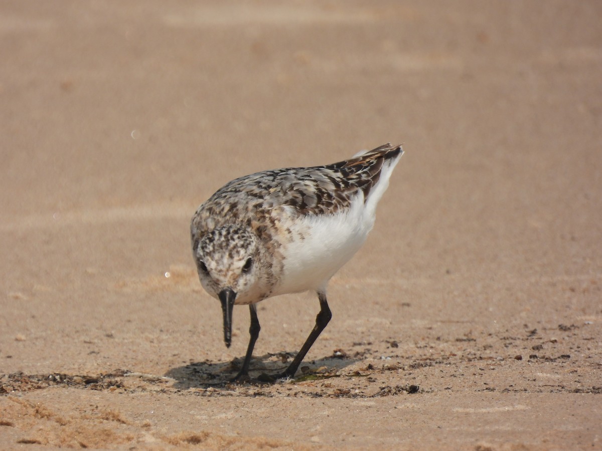 Sanderling - ML622280664