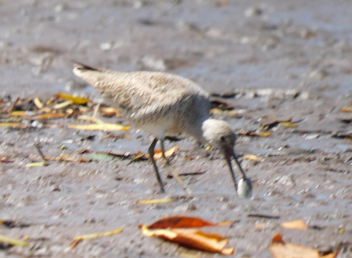 Willet - Luis Manuel Gómez