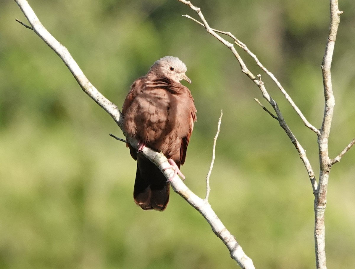 Ruddy Ground Dove - Iliana Stokes