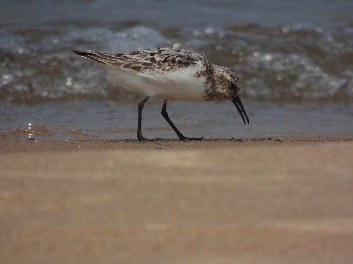 Sanderling - ML622280690