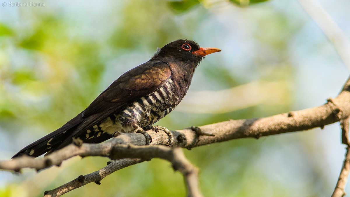Violet Cuckoo - ML622280771