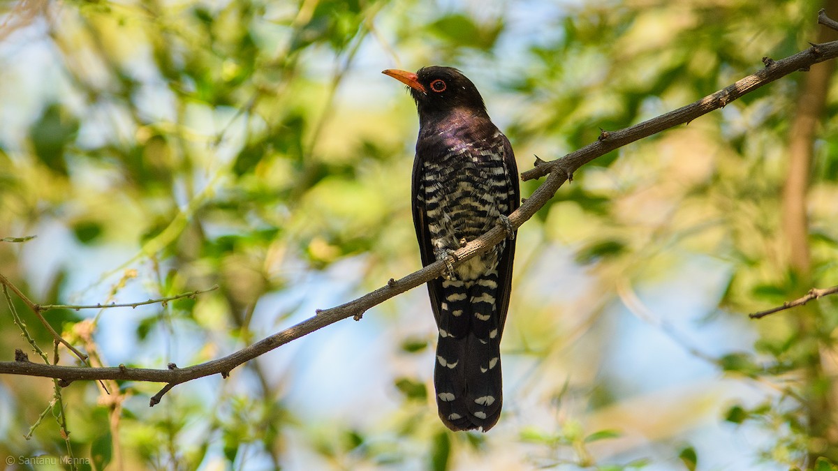 Violet Cuckoo - ML622280772