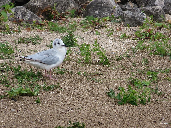 Bonaparte's Gull - ML622280801