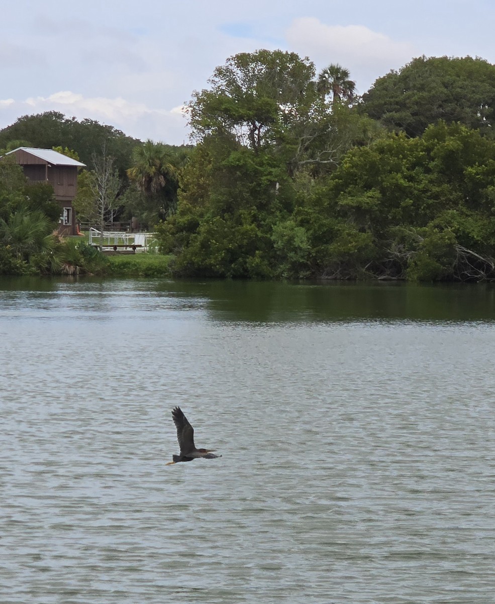 Green Heron - ML622280805