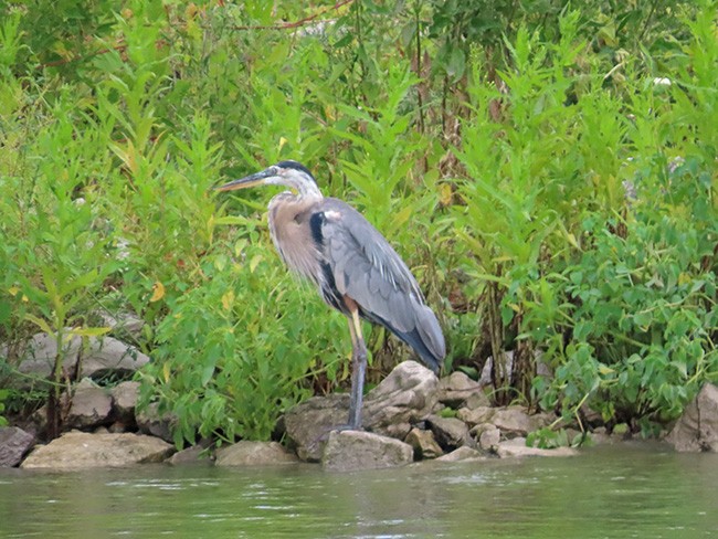 Great Blue Heron (Great Blue) - ML622280808