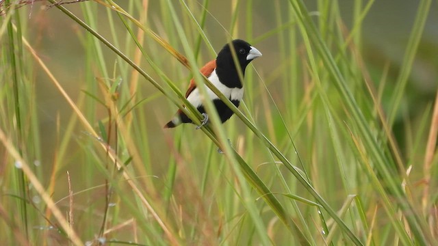 Tricolored Munia - ML622280842