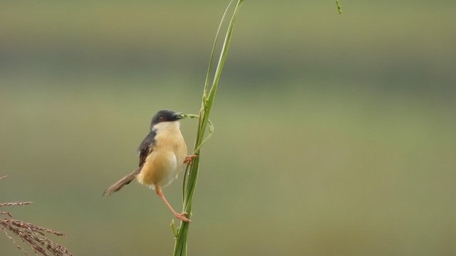 Ashy Prinia - ML622280855