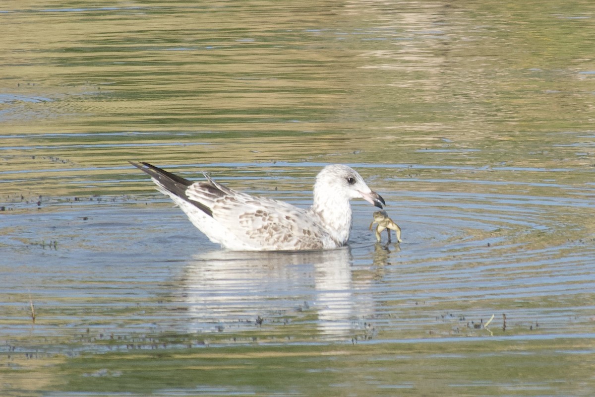 Ring-billed Gull - ML622280864