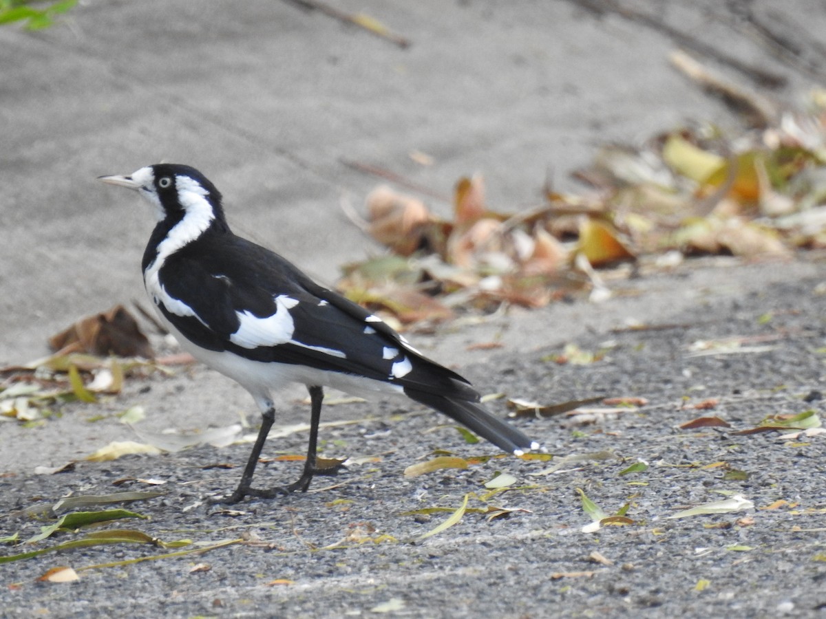 Magpie-lark - ML622280897