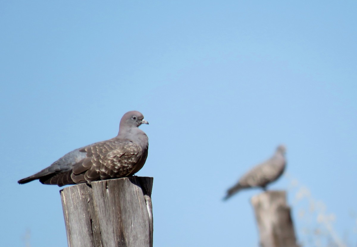 Spot-winged Pigeon - ML622280898