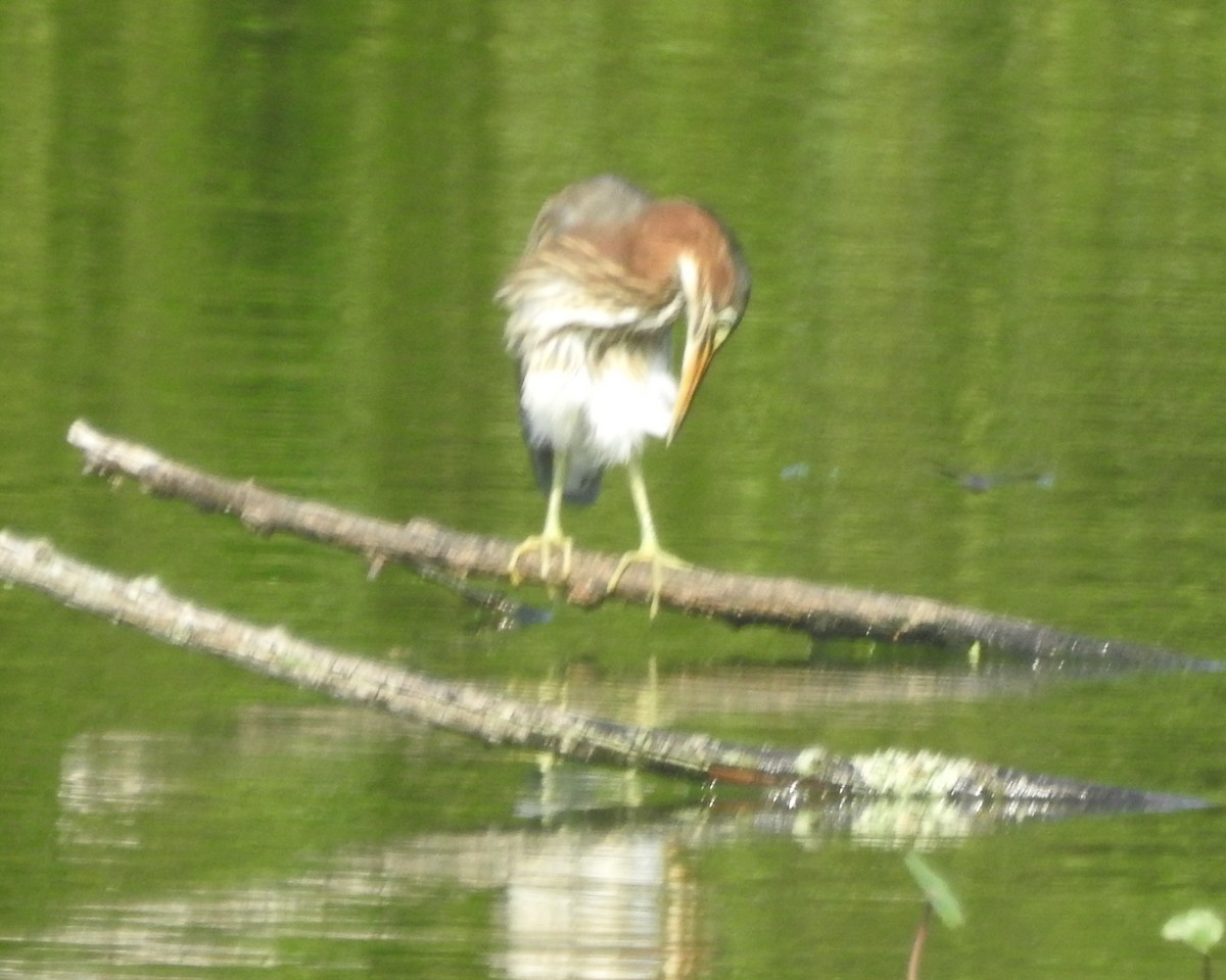 Green Heron - ML622280899