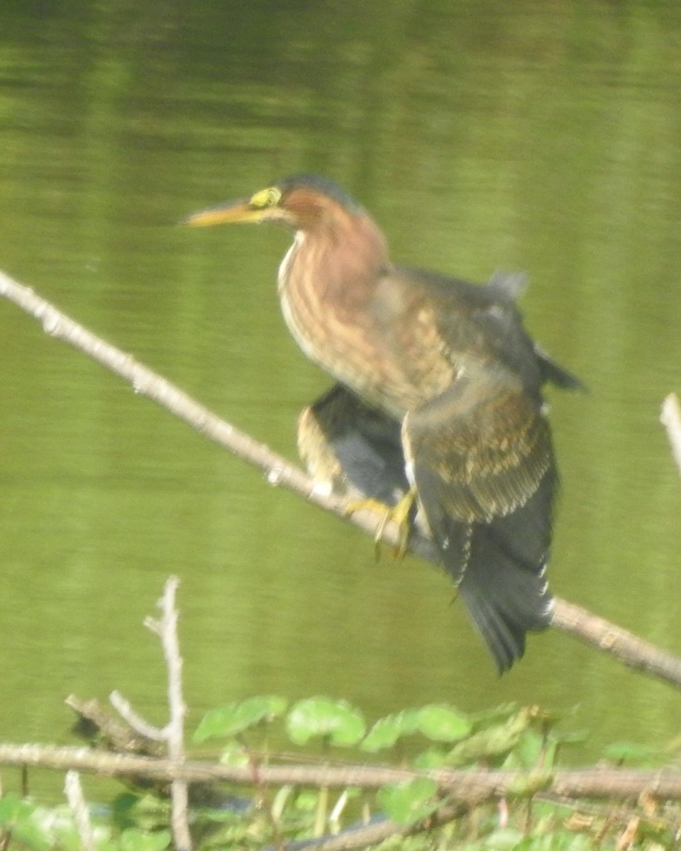 Green Heron - ML622280900