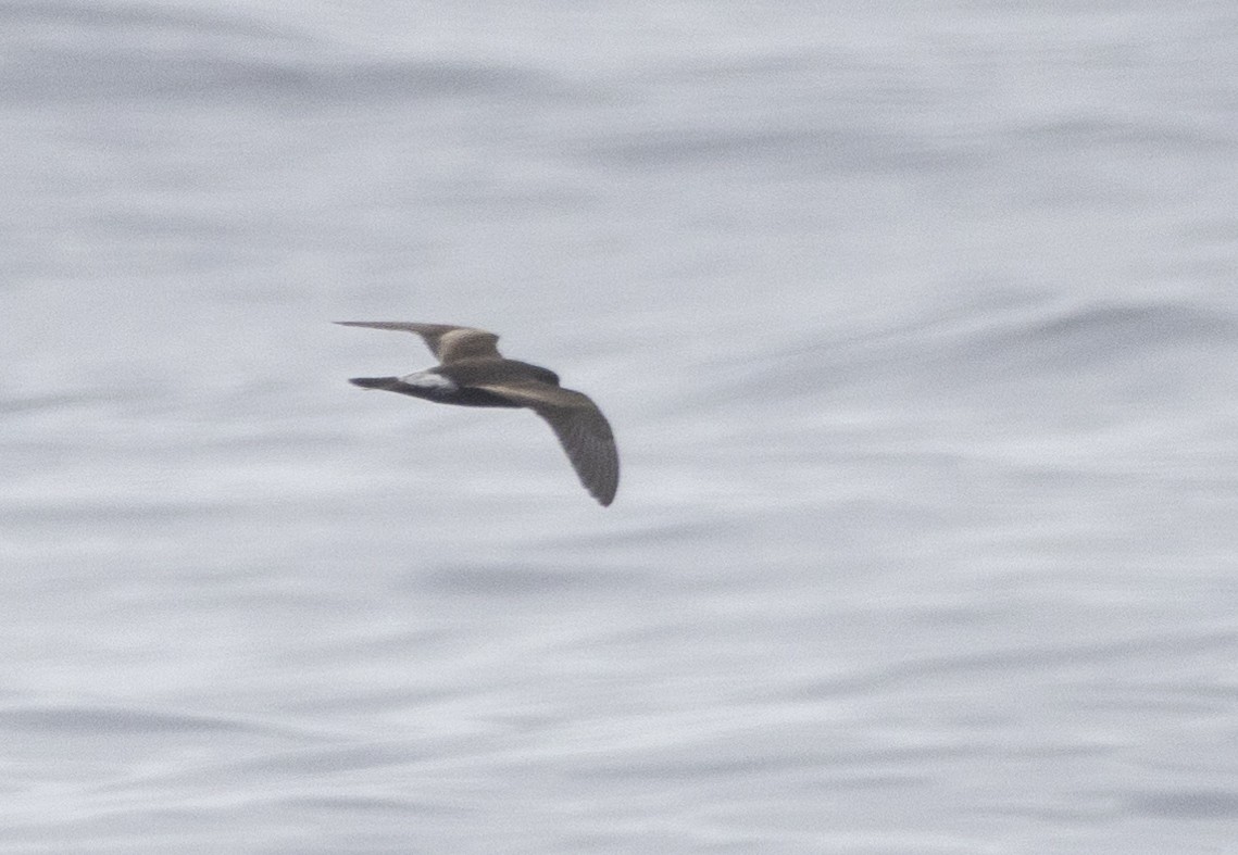 Leach's Storm-Petrel - ML622280901