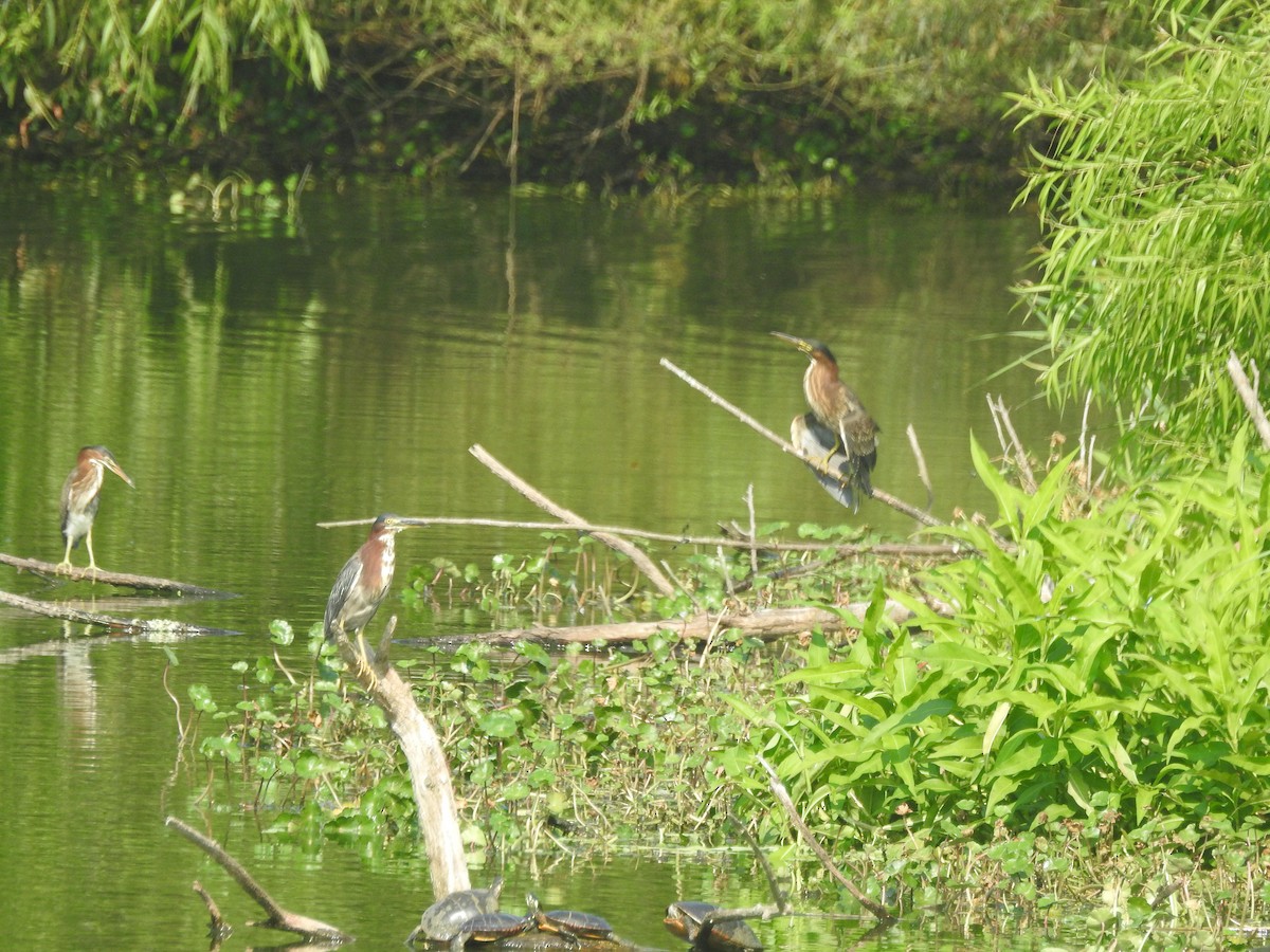 Green Heron - ML622280902