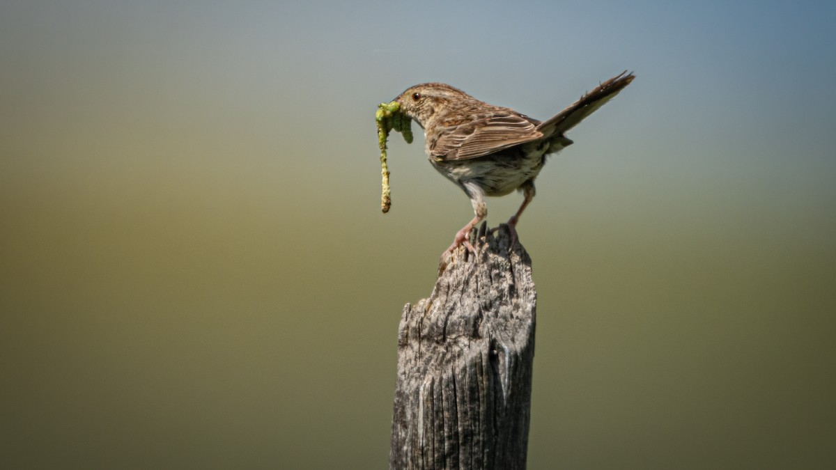 Cassin's Sparrow - ML622280903