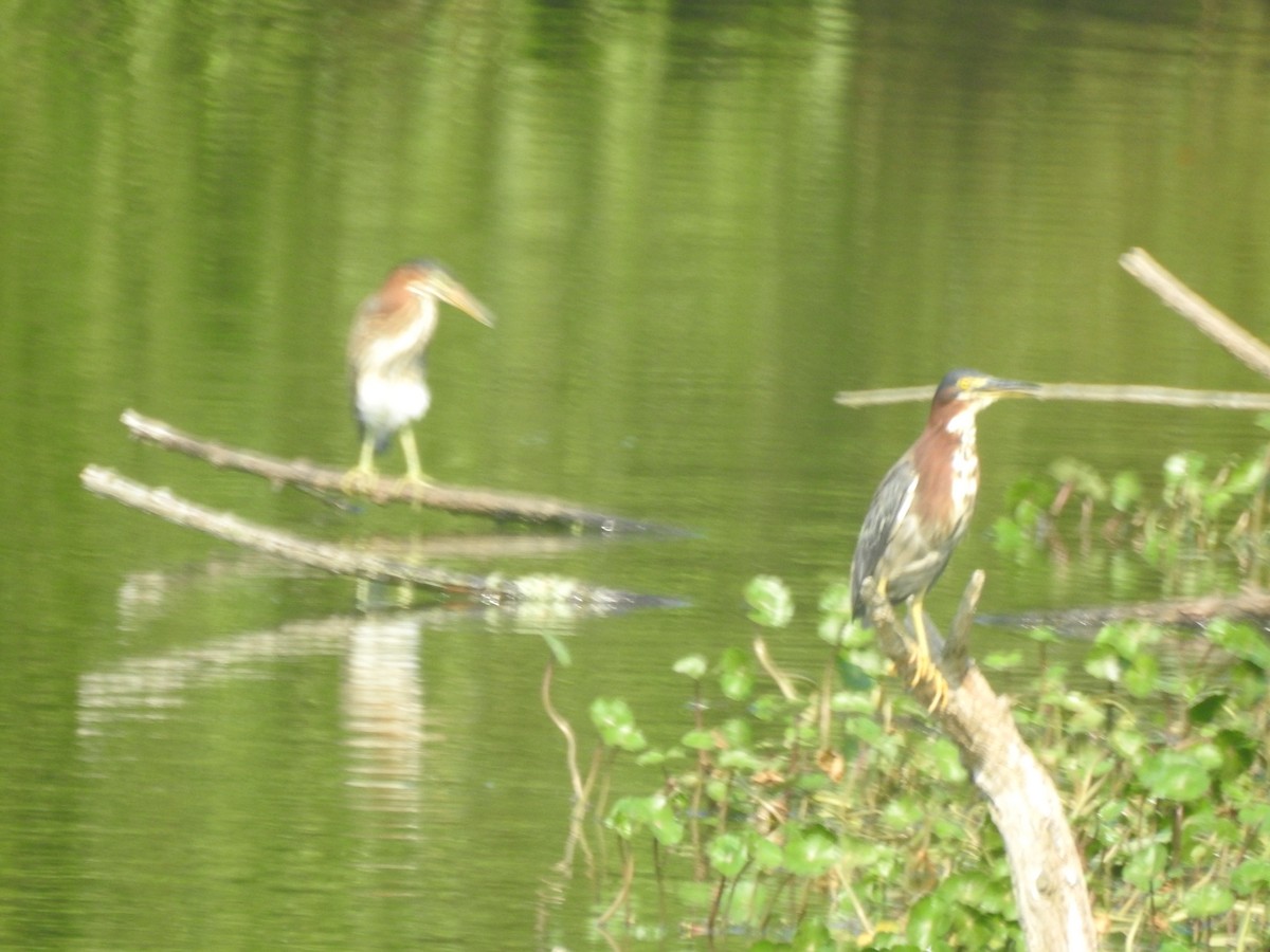 Green Heron - ML622280904