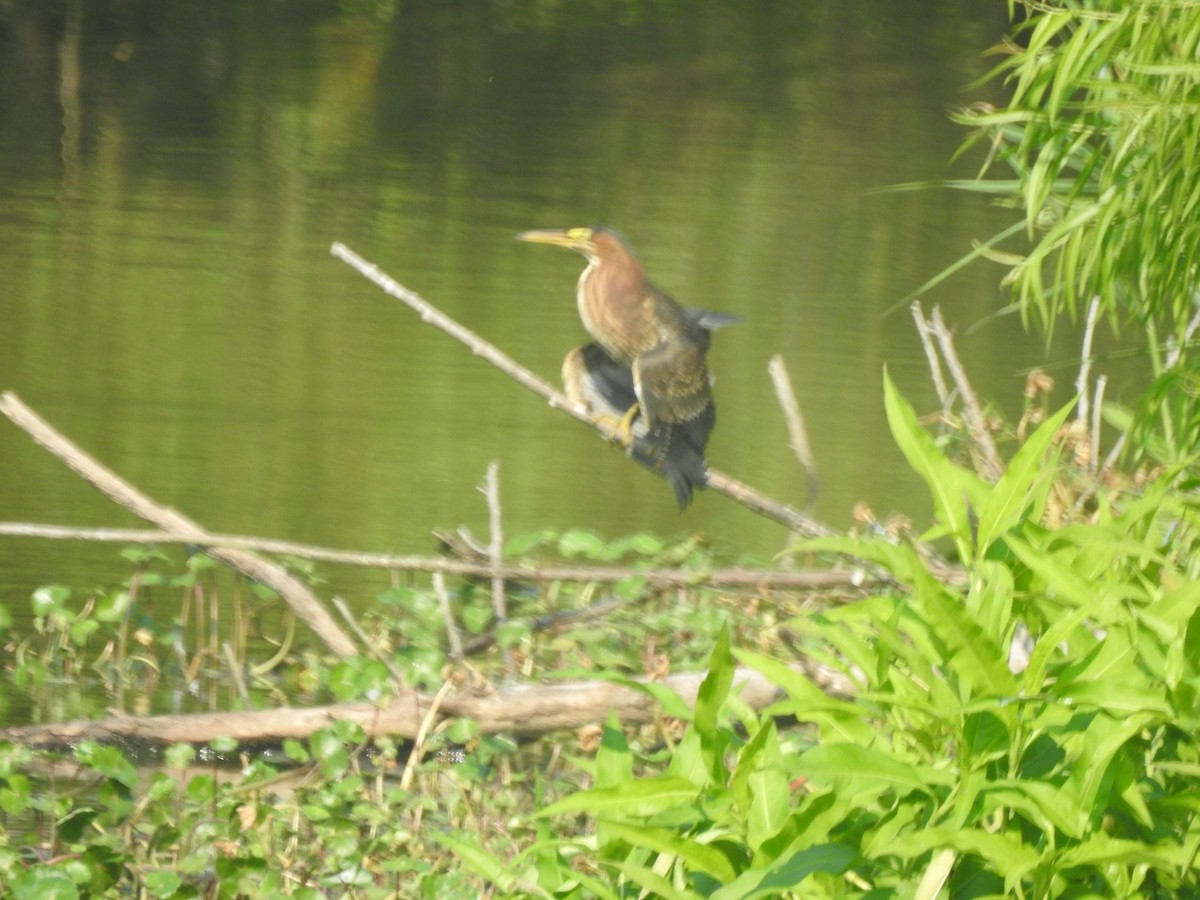 Green Heron - ML622280905