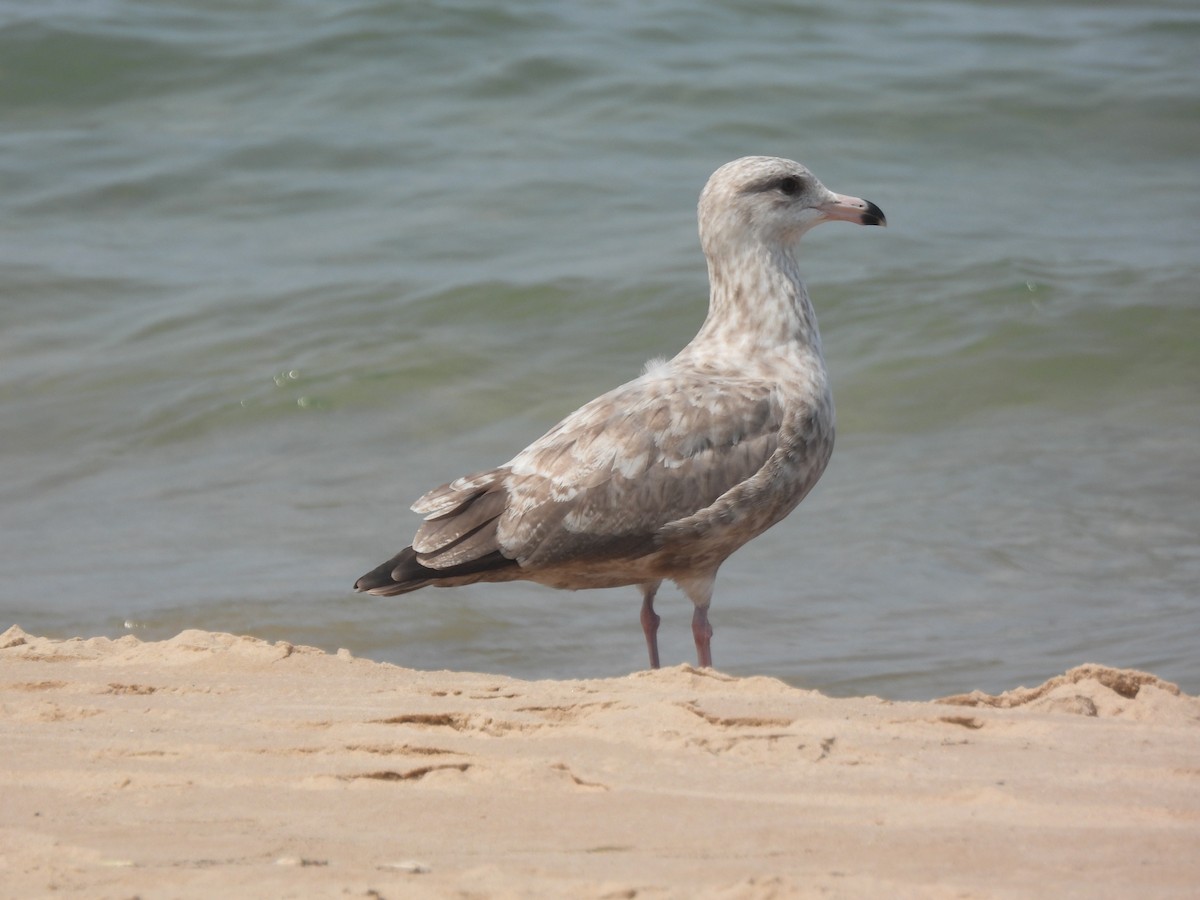 Herring Gull - ML622280906