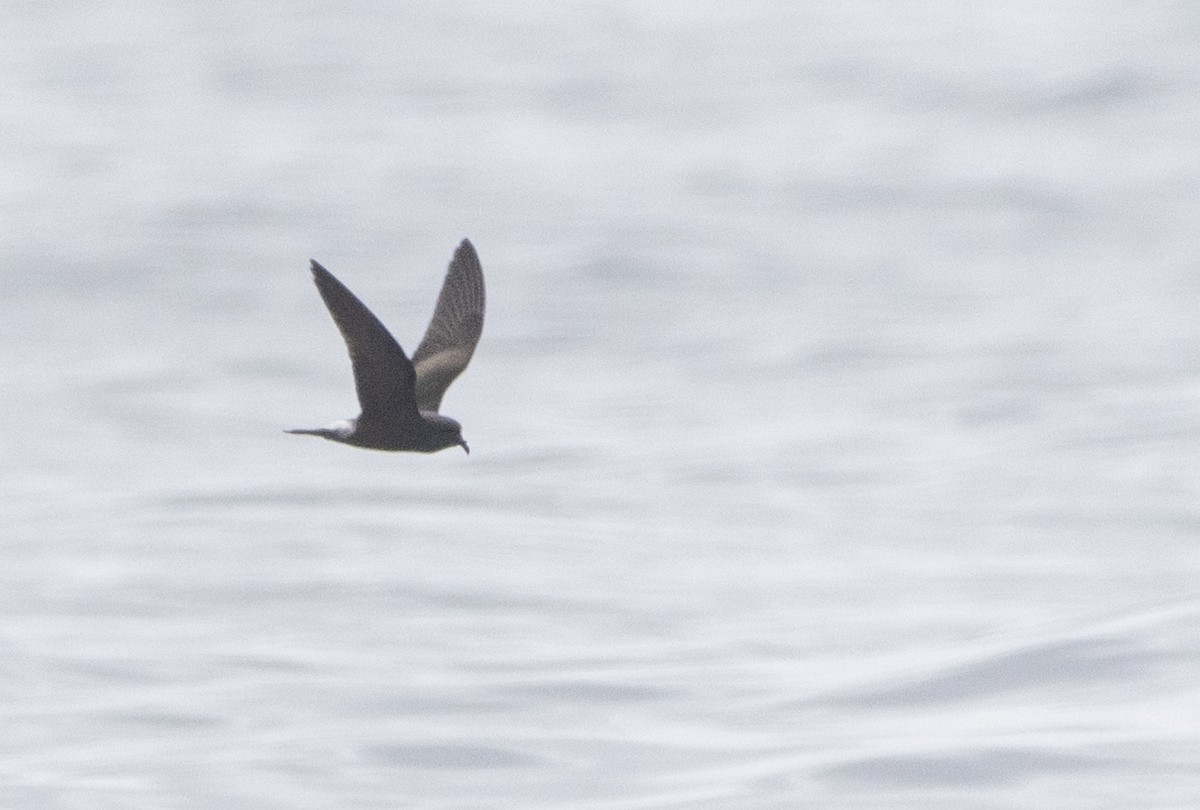 Leach's Storm-Petrel - ML622280907