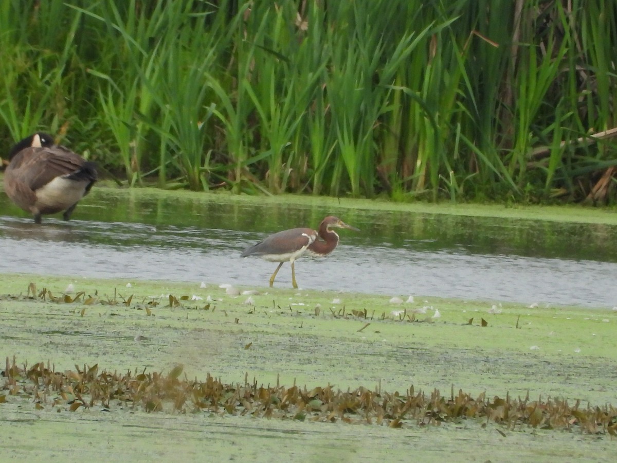 Tricolored Heron - ML622280908